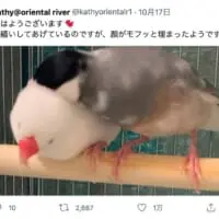 モフる様子を伝えるツイート
