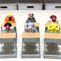 「出席をトリまーす」まっすぐ席に着く文鳥さん　優等生ぶりにほっこり