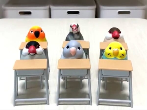 「出席をトリまーす」まっすぐ席に着く文鳥さん　優等生ぶりにほっこり