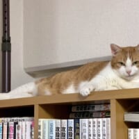 「ここにいるニャ」飼い主の心配をよそにまさかのドヤ顔を披露する猫