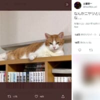 飼い主さんの心配をよそにモナカちゃんはこの「ドヤ顔」