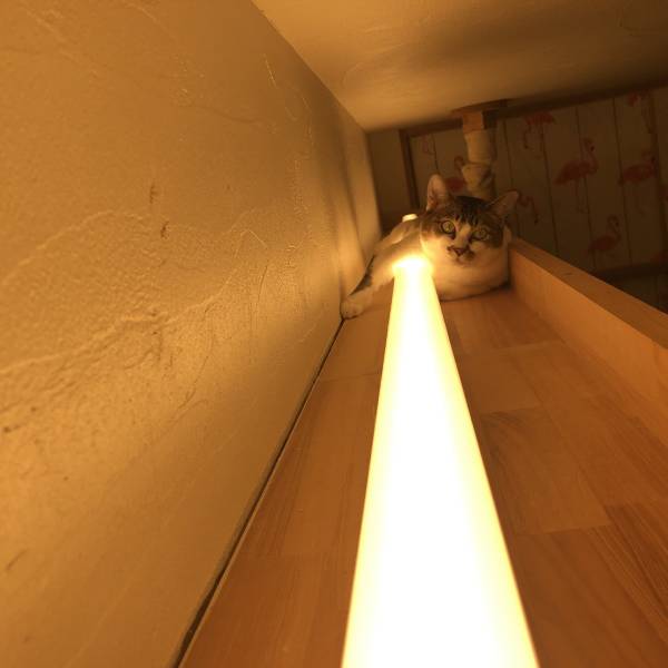 一撃必殺の「猫ビーム」　偶然撮れた猫と光の笑撃写真