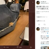 ソファカバーの隙間からひっそりと生えた猫ちゃんの姿にクスッ