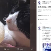 「芸術点が高い」飼い主もびっくりの鼻ちょうちんを膨らませて眠る猫