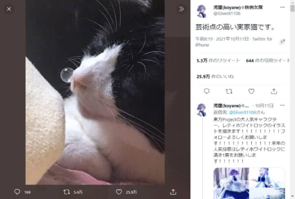 「芸術点が高い」飼い主もびっくりの鼻ちょうちんを膨らませて眠る猫