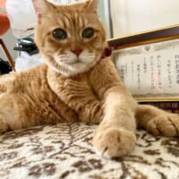 「21歳と5か月」特別長寿表彰を受けた猫ちゃん