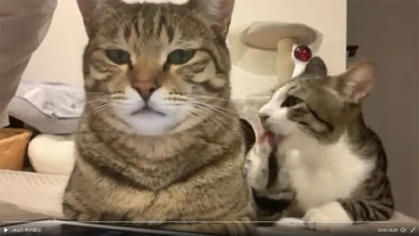 尻尾しゃぶられていますよ？