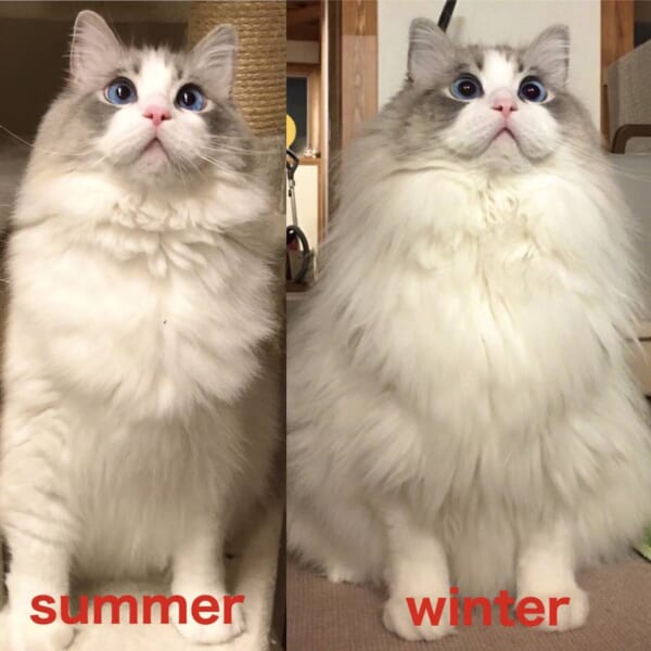 猫ちゃんの一足早い冬支度　換毛期の変身ぶりにびっくり