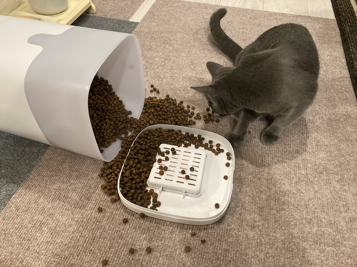 猫vs自動給餌器　朝目覚めてカリカリ食べ放題に飼い主「嘘でしょ？」