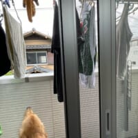 ベランダに干されているムササビのぬいぐるみを「大丈夫かなぁ……？」と見守るセナくん