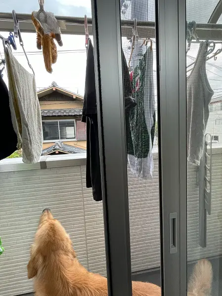 ベランダに干されているムササビのぬいぐるみを「大丈夫かなぁ……？」と見守るセナくん