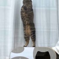 「猫背ってなんだっけ……」人間のような直立姿勢の猫ちゃんにびっくり