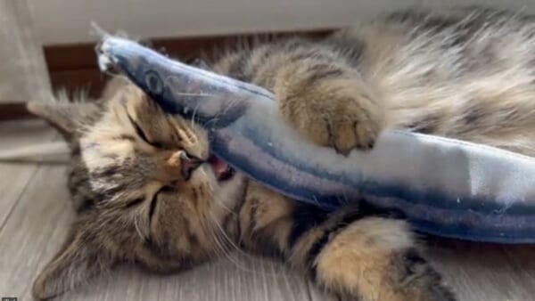 寝てる？食べてる？魚のおもちゃで遊んでいる最中に寝落ちした子猫