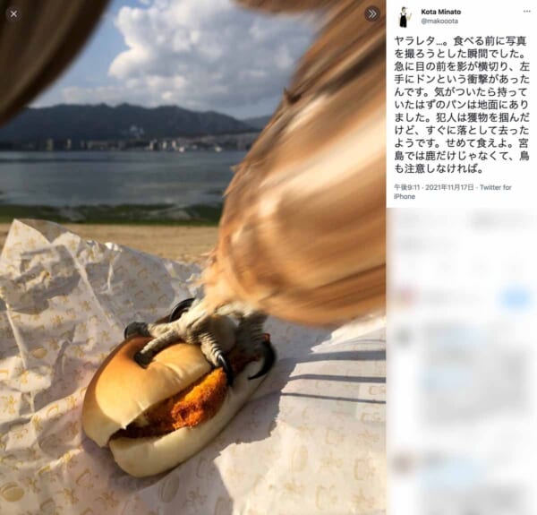 トンビにパンを掴まれた瞬間のツイート（スクリーンショット）