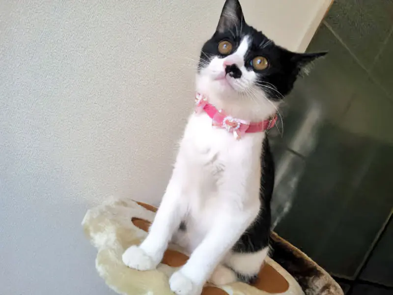 ちくわちゃん（ねこのちくわさん提供）