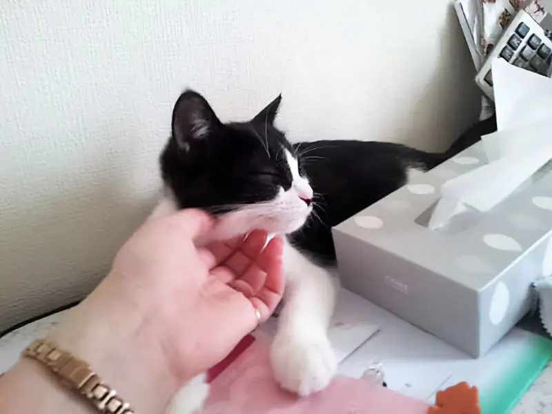 飼い主さんに撫でられご機嫌のちくわちゃん（ねこのちくわさん提供）