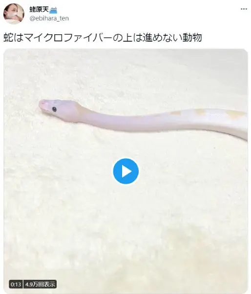 これがホントの蛇行運転？前に進めない蛇動画が話題。