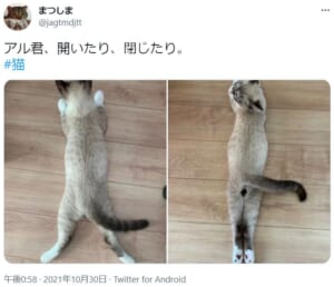 振り向きざまのカメラ目線　大股開きでくつろぐ猫さんが話題。