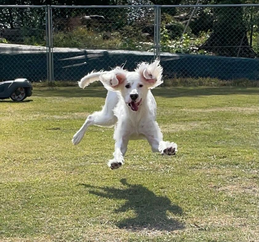 最高にかわいいワン・ショット　体全体で楽しいを表現する飛行犬