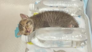 ペットボトルの湯たんぽを枕に眠るあめちゃん（落ち猫あめちゃんさん提供）