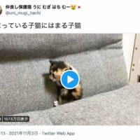 赤ちゃん猫の動画ツイート（スクリーンショット）