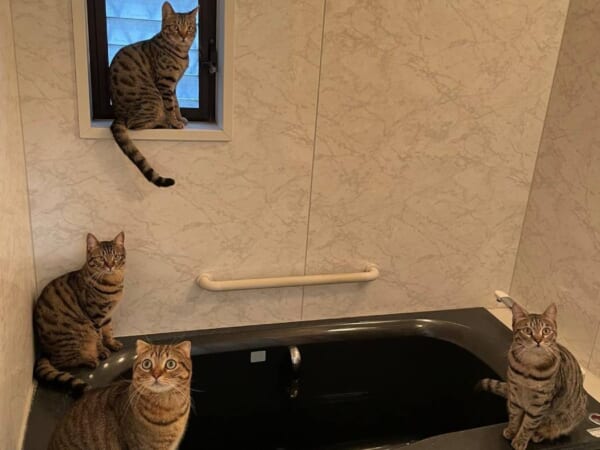 「またまた占拠ニャ」4匹の猫ちゃんによるかわいい常習バスジャック　