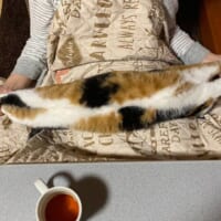 手足をつかまれ伸ばされる猫　でも喉を鳴らして内心は大喜びの模様