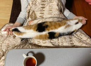 手足をつかまれ伸ばされる猫　でも喉を鳴らして内心は大喜びの模様