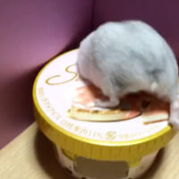 懸命に穴から入ろうとするマルちゃん（Twitter動画からのスクリーンショット）