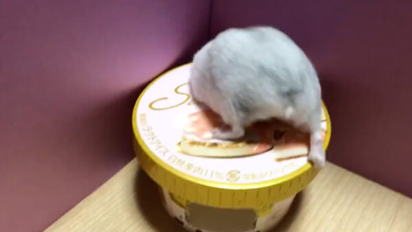懸命に穴から入ろうとするマルちゃん（Twitter動画からのスクリーンショット）