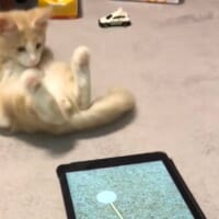 猫じゃらしに夢中になり過ぎて後ろにドテッ「危険すぎる」子猫の動画