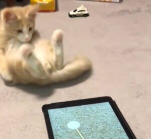 猫じゃらしに夢中になり過ぎて後ろにドテッ「危険すぎる」子猫の動画