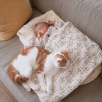 「ソファから落ちたら大変ニャ」赤ちゃんを守る猫ちゃんにほっこり