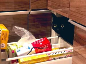 収納をひらいた瞬間猛ダッシュ　「開けたら入る　それが猫」