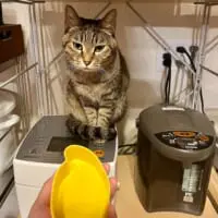 温かい炊飯器の上に座る、おもちくん