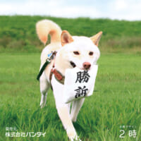 「判決を取ってくる犬用おもちゃ」が商品化