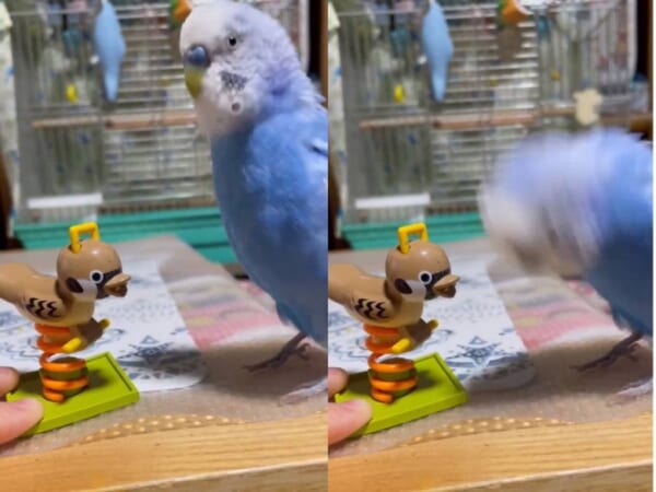 まるでヘドバン　おもちゃの動きに合わせて頭を激しく振るインコ