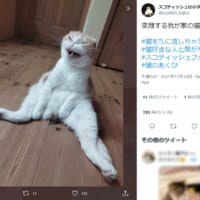 Twitter投稿のスクリーンショット