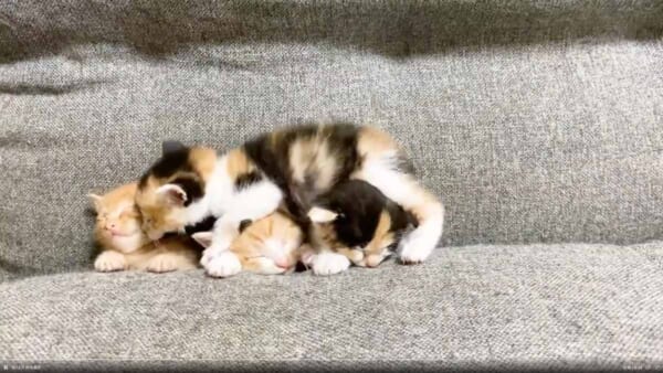 寝ている子たちに混ざる赤ちゃん猫（Twitter動画からのスクリーンショット）
