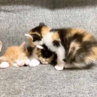 3匹並んで眠る赤ちゃん猫の姿（スクリーンショット）