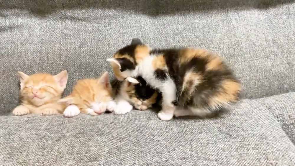 3匹並んで眠る赤ちゃん猫の姿（スクリーンショット）