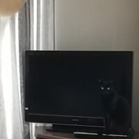 テレビの黒い画面にとけこむスカイくん（スカイの下僕さん提供）