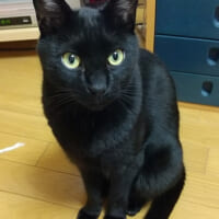 黒猫スカイくん（スカイの下僕さん提供）