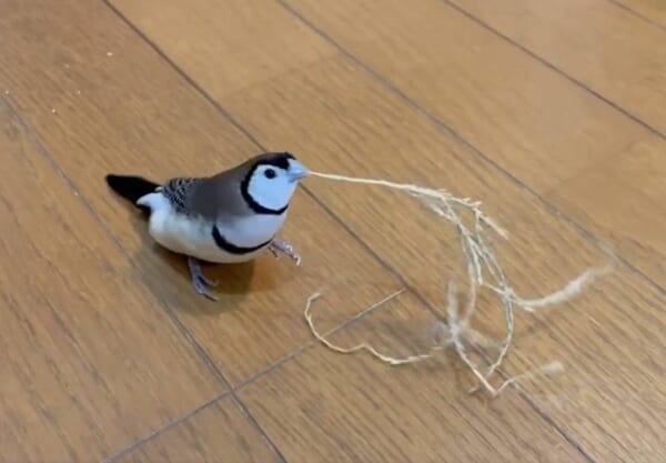 「見て見て～！」ぴょこぴょこダンスでご機嫌なカノコスズメ
