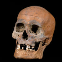 青谷上寺地遺跡で出土した頭蓋骨をもとに復元
