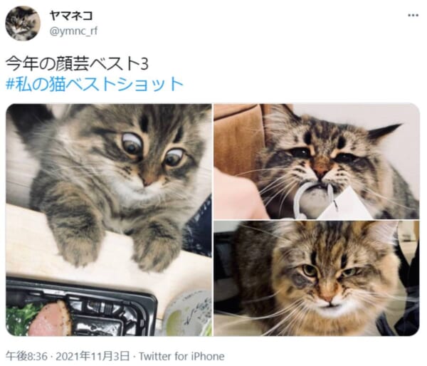 「今年の顔芸ベスト3」感情豊かな猫ちゃんが披露した多くの表情に爆笑