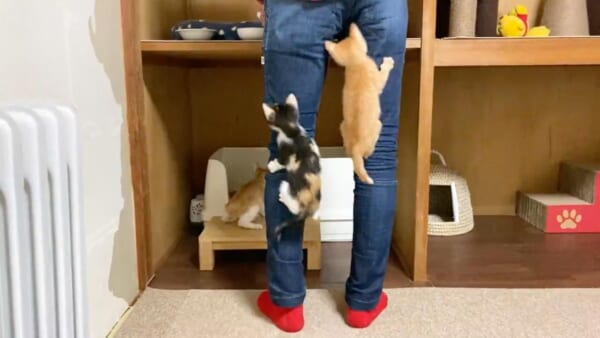 ご飯の支度をする人を駆け上る子猫たち（仲良し保護猫うに はち むーさん提供）