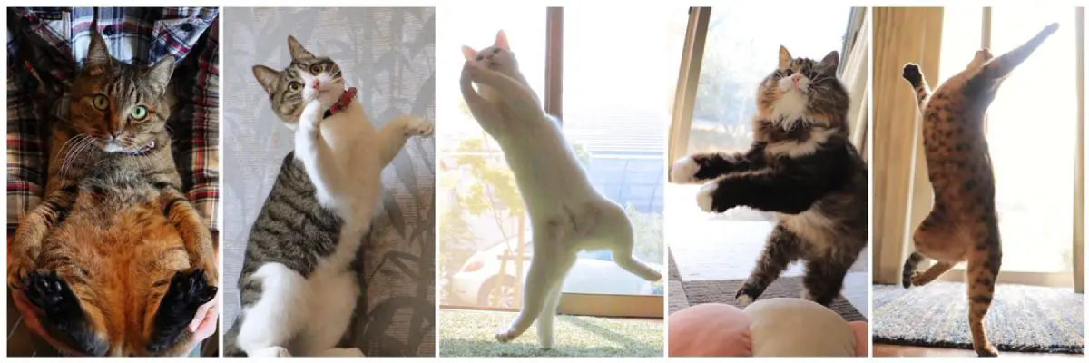 りょうちゃん様予約 絵画「猫の背中にアポロ11号／猫の頭に回転木馬」 Amazon2部門ベストセラー1位】猫ばかり描くイラストレーター小泉