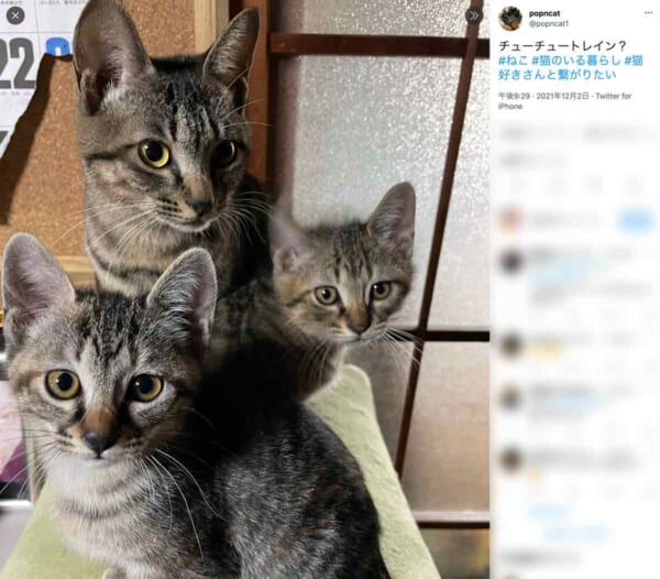 猫のChoo Choo TRAIN？（スクリーンショット）