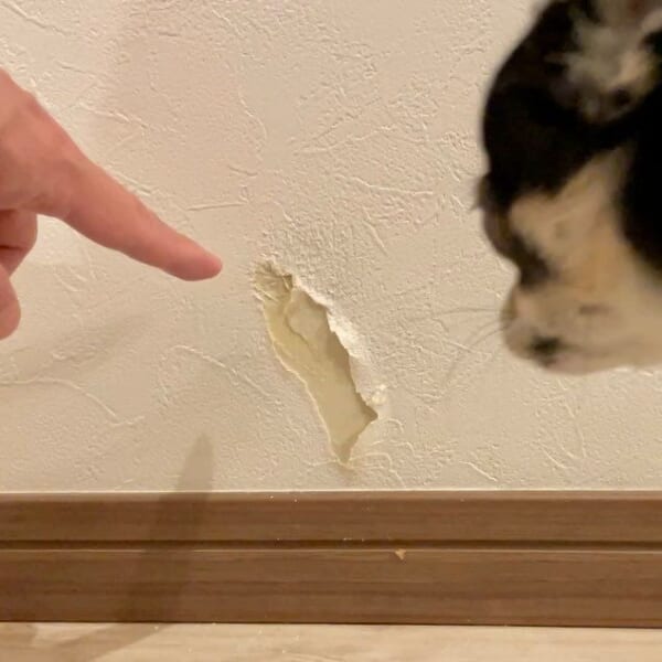 「これ誰がやったの」飼い主から実況見分を受けるわんこが話題。